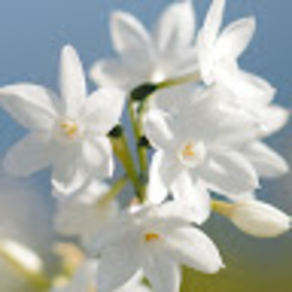 Meet your Posher, Mona